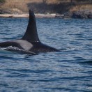 Orca Orca im Küstengewässer vor San Juan Island