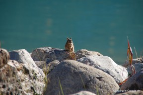 Squirrel am Lake Louise